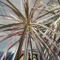 گل وگیاه|گل و گیاه طبیعی|سیرجان, |دیوار