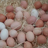 تخم مرغ بومی