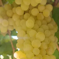 مشارکت در باغ و باغچه