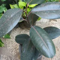 گل طبیعی نو از گلخانه|گل و گیاه طبیعی|مشهد, خواجه ربیع|دیوار