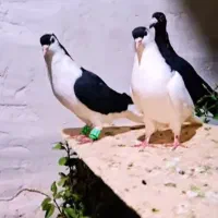 جفت کبوتر شهری کاکلی