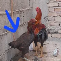 مرغ افغان
