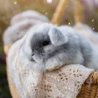 توله خرگوش لوپی|موش و خرگوش|نیشابور, بزرگمهر|دیوار