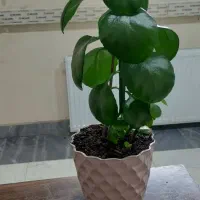 فروش گل طبیعی