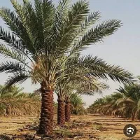 درخت  انصبایی میخام بم