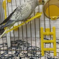 عروس هلندی|پرنده|مریوان, |دیوار