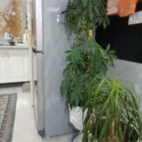 گل شفلرا. لیندا