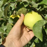 اجاره سیب درختی سفید قرمز