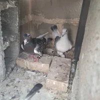 کبوترپلاکی