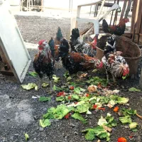 6 عدد خروس . جمع 6 عدد خروس 3 میلیون تومان