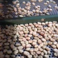 باقلا..باقالی