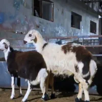 بره قوچ|حیوانات مزرعه|تربت جام, جلگه موسی آباد|دیوار