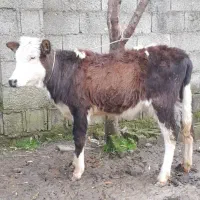 لیشه سیمسنتال گوساله ماده  گاو