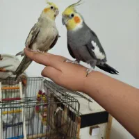 عروس هلندی سخنگو انواع سوت تخم گزار