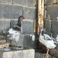 خروس گلین|حیوانات مزرعه|برخوار, |دیوار