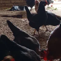 مرغ عربی تخم گذار حمیدیه|حیوانات مزرعه|اهواز, آسیاباد|دیوار