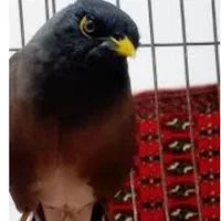 مرغ مینا سخنگو حدود ده تا دوازده کلمه حرف میزنه