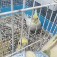 یک جفت عروس هلندی باجوجه معاوضه دارم