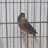 قناری|پرنده|مشگین شهر, |دیوار