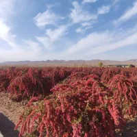 نهال زرشک|گل و گیاه طبیعی|ماهان, |دیوار
