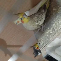 عروس هلندی|پرنده|هندیجان, |دیوار