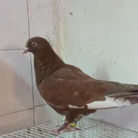 سار هفترنگ نر مست|پرنده|مشهد, عبادی|دیوار