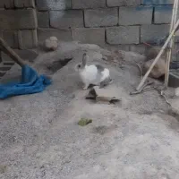 دو تا خرگوش سالم