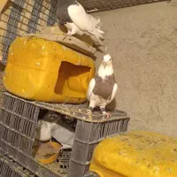 دوتا طوقی ماده پاک