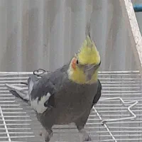 عروس هلندی باقفس