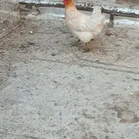 مرغ جوان  تخم گذار