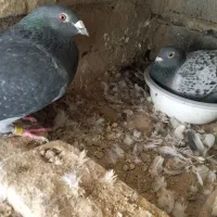 کبوتر مسافتی ثبت پیگو