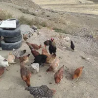 خروس|حیوانات مزرعه|کامیاران, |دیوار