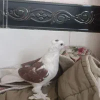کبوتر|پرنده|هشتگرد, شهرک وحدت|دیوار