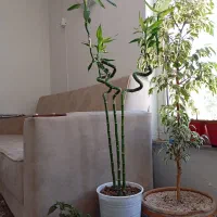 گل بامبولاکی نمادثروت