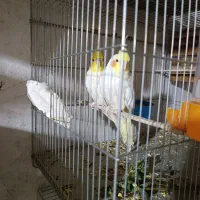 عروس هلندی مولد