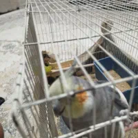 انواع پرنده عروس،کوتوله، مرغ عشق ، دستی و غیر دستی|پرنده|مشهد, تربیت (صدف)|دیوار