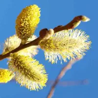 بیدمشک