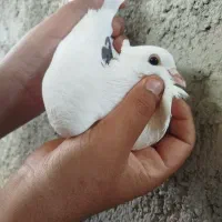 کبوتر کتمار نر