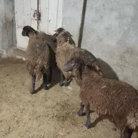 بره همو نر