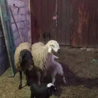 دو راس میش وبره جوان داشتی سه راس بزغاله|حیوانات مزرعه|لنجان, |دیوار