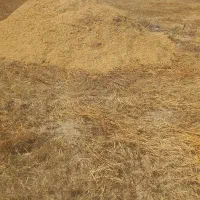 کاه گندم فروشی