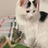 واگذاری رایگان ۲ عدد گربه