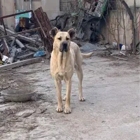 ماده سرابی خالص