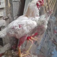 جوجه‌و‌خروس‌لاری‌ریش|حیوانات مزرعه|اردبیل, |دیوار