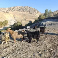 بز و بزغاله یا گوسفند داشتی درجه یک جوان|حیوانات مزرعه|ایلام, |دیوار