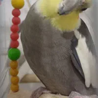 فروش عروس هلندی بالغ|پرنده|لاهیجان, حاجی آباد|دیوار