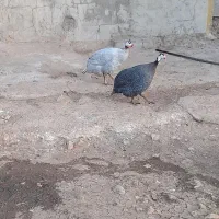 مرغ شاخدار نر و ماده