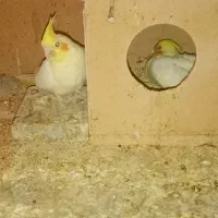 جوجه عروس هلندی سرلاکی لوتینو و البینو