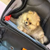 سگ پامر اصل دو سر خرسی ۳ ماه|سگ|چهارباغ, |دیوار