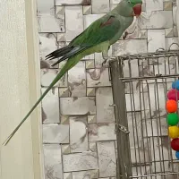 شاه طوطی سخنگو کلام دار